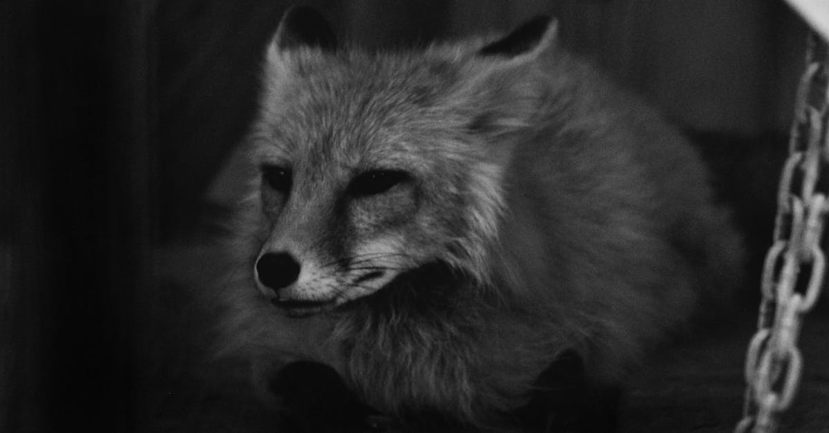 Free stock photo of black and white, black and-white, fox