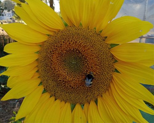Free stock photo of bee, flower, helianthus Stock Photo