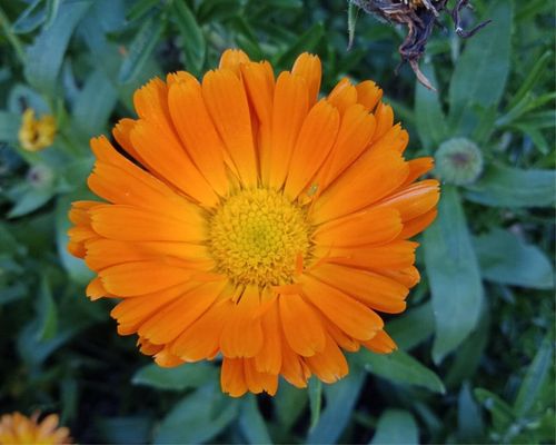 Free stock photo of bright colors, flower, garden Stock Photo