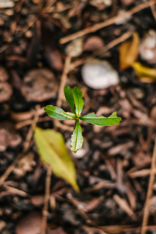 Free From above soft focus of small twig with green leaves on ground in garden Stock Photo