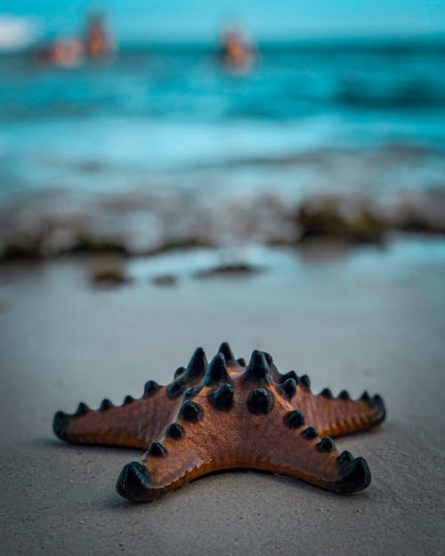 Free Brown Starfish on Beach Shore Stock Photo