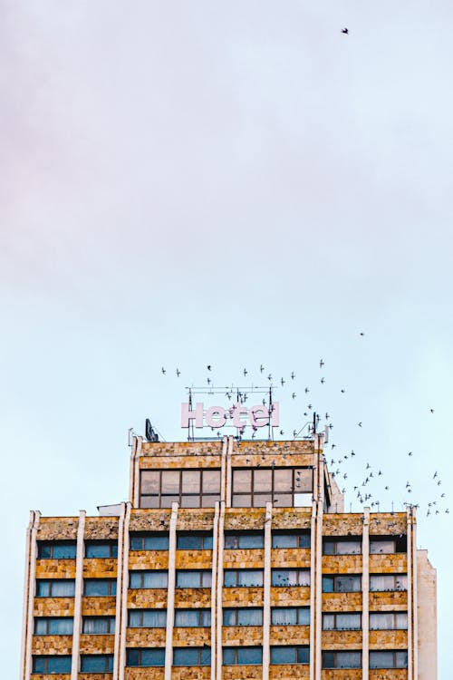 Fotobanka s bezplatnými fotkami na tému birds_flying, budova, Copy Space