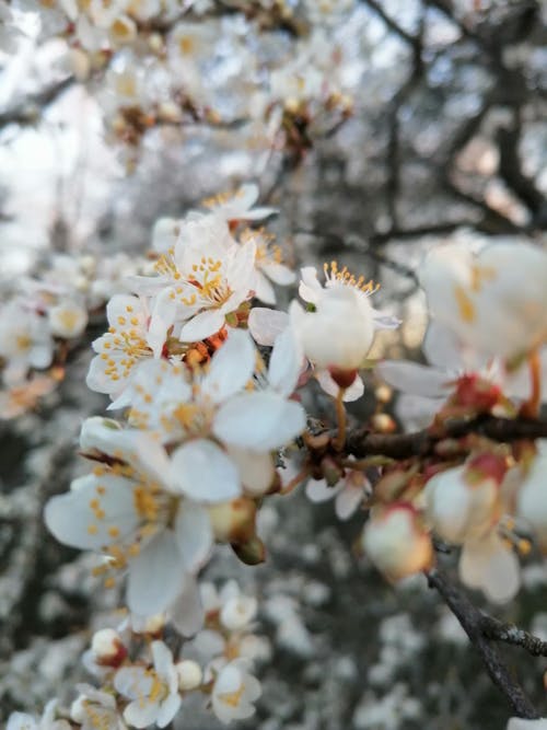 Blooming white apricot tree branch