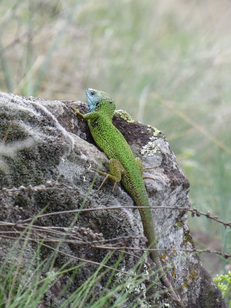 Green Lizard On Rock In Nature