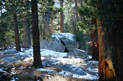 бесплатная Бесплатное стоковое фото с деревья, зима, покрытый снегом Стоковое фото