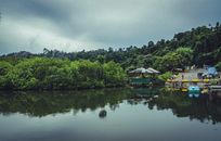 Green Trees Beside Body of Water Under Cloudy Sky