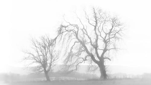 Безкоштовне стокове фото на тему «дерева, жах, загадковий»
