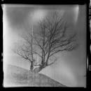 立陶宛一座小山上，一棵光秃秃的孤树被捕捉在灰度图像中，唤起一种复古的心情