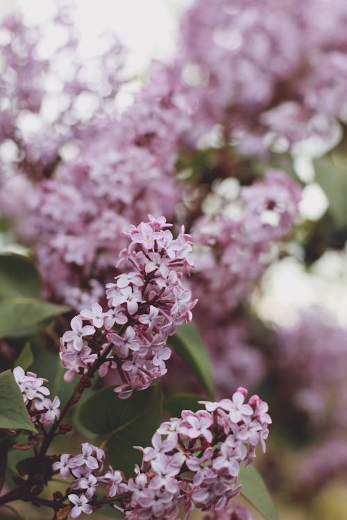 Natural lilac flowers on shrub