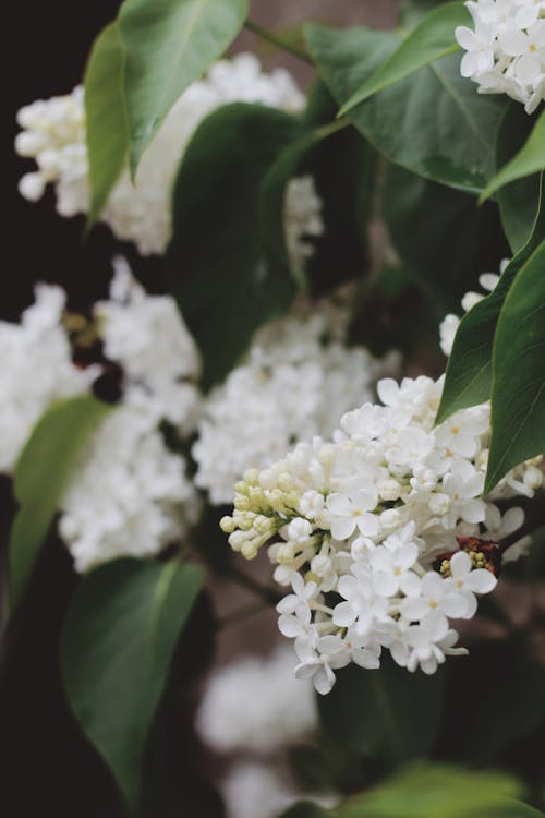 Free Shrub with white flowers and green leaves growing in park on spring day Stock Photo