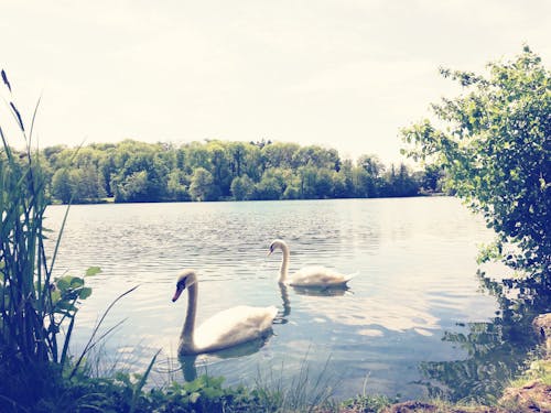 Free stock photo of details, greenleaves, lake