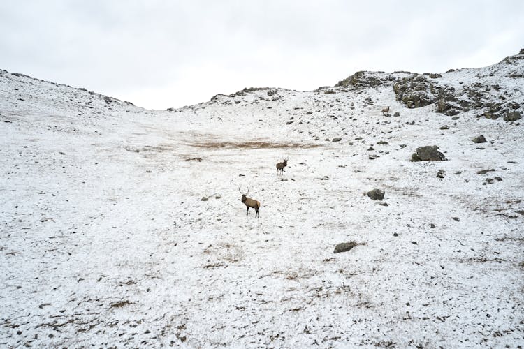 Cattle Grazing On Snowy Mountain Slope In Winter