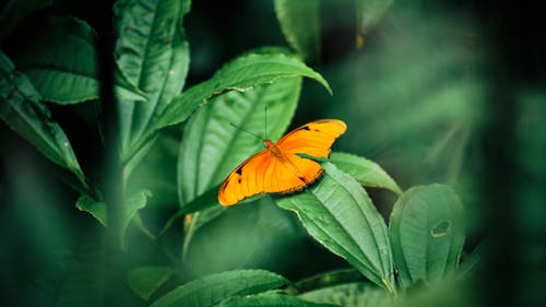 From above bright orange butterfly sitting on green leaf of plant on summer day in garden