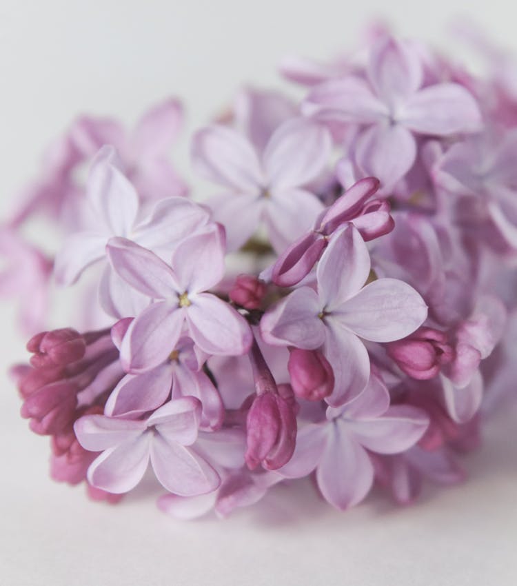 Bunch Of Fresh Lilac Flowers