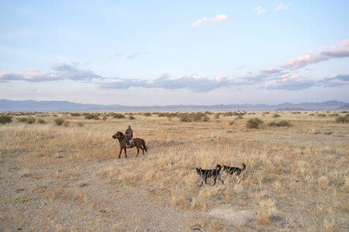 Cattleman with dogs in remote terrain
