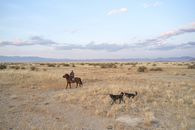 Cattleman with dogs in remote terrain
