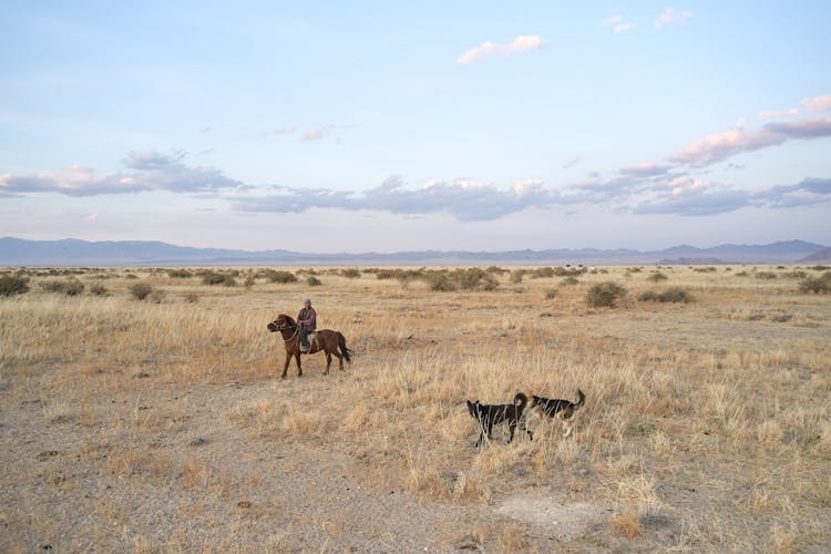 Cattleman With Dogs In Remote Terrain