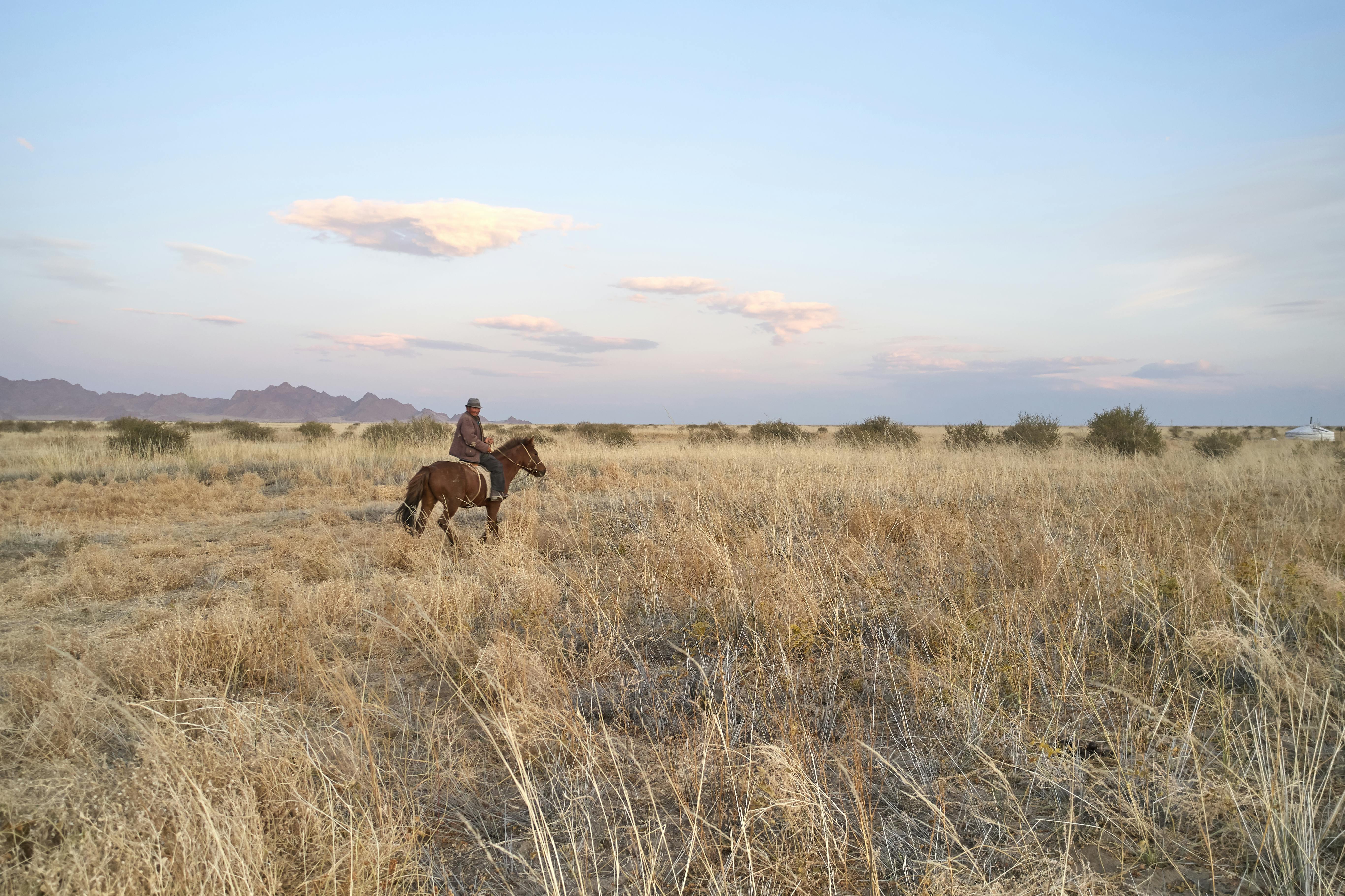 cattle man riding horse in remote field