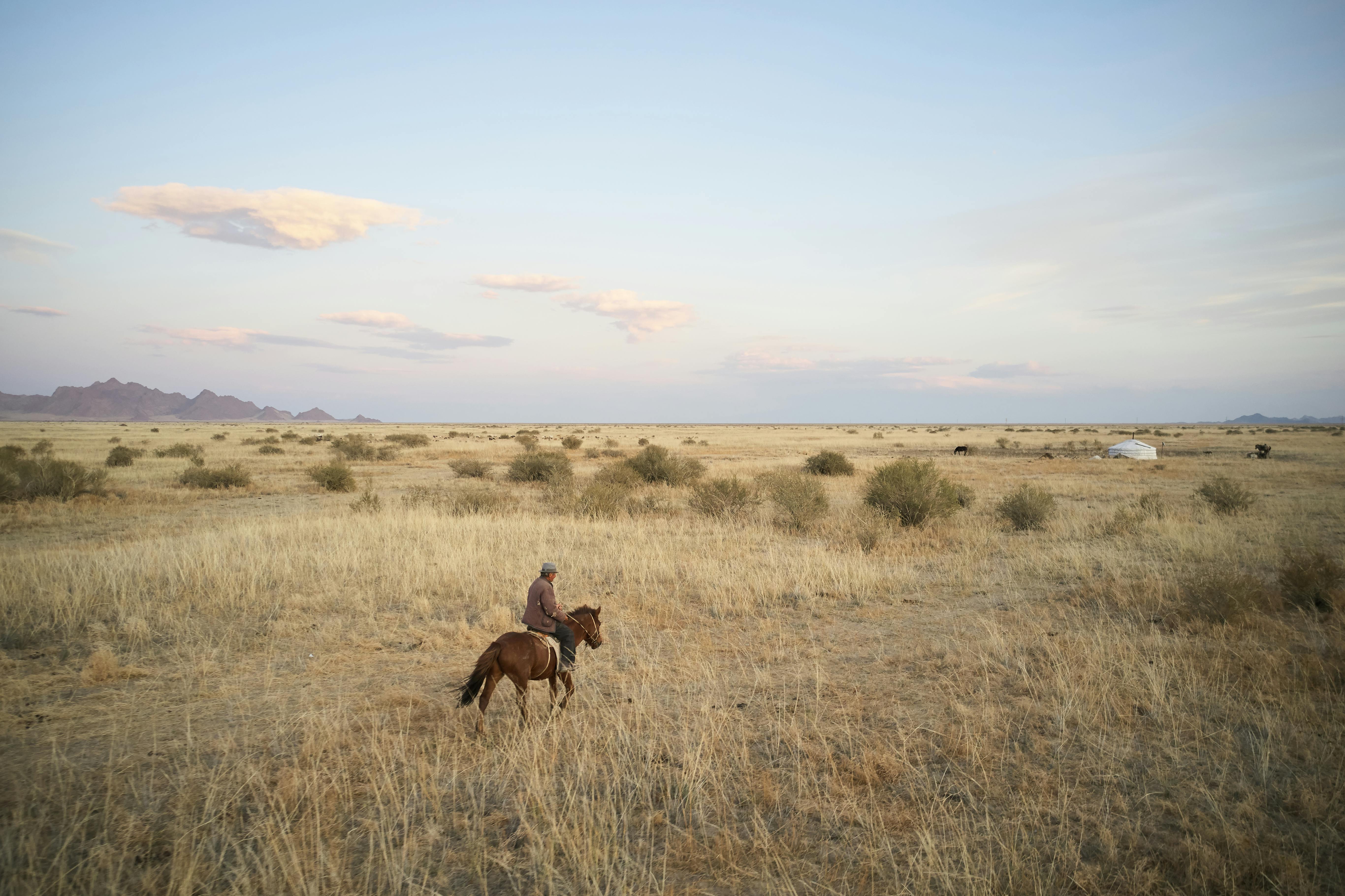 horse with rider walking in field