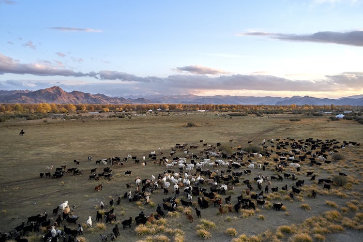 Herd Of Black And White Cows In Rough Heath