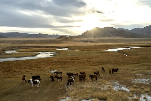 Drone view of herd of horses on field with riverbeds and mountain in evening in sunset