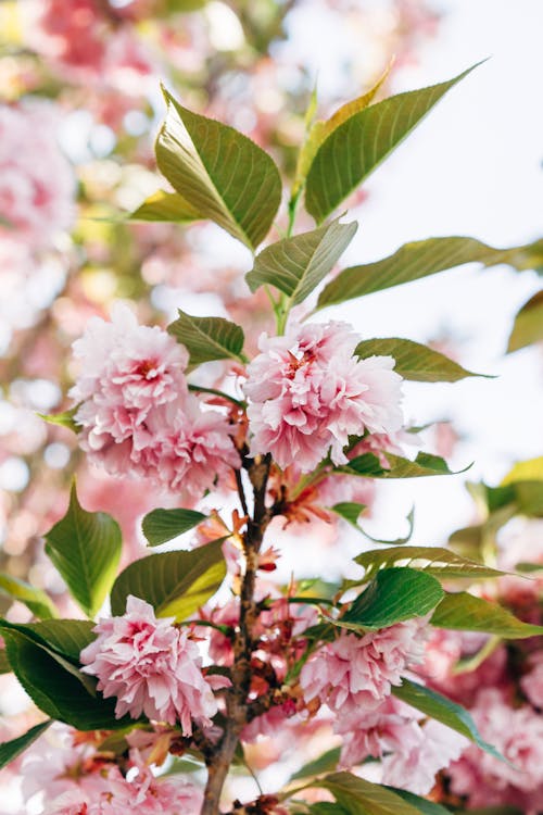 Δωρεάν στοκ φωτογραφιών με sakura, ανθίζω, άνθος