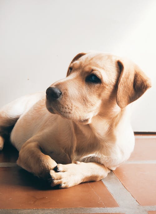 Close-Up Photo of a Cute Labrador Lying on the Floor