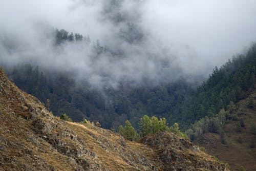 Mountain slopes with trees in fog