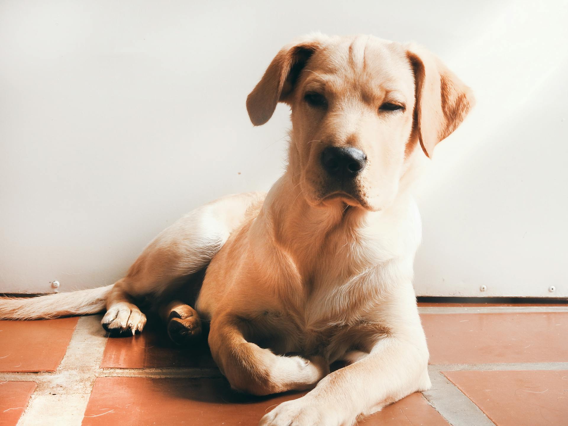 Close-up foto van een schattige labrador die op de vloer ligt