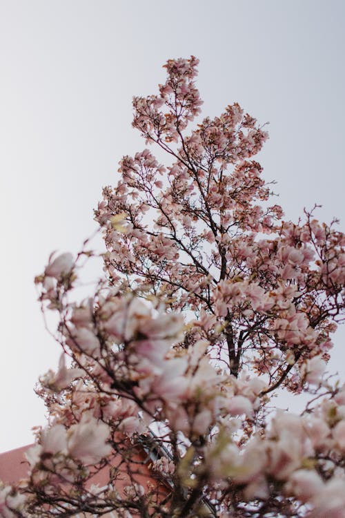 Blossoms on Tree