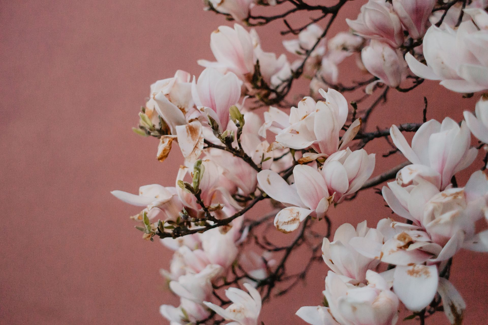 Close-up of blooming pink magnolia flowers against a soft background, symbolizing spring beauty.