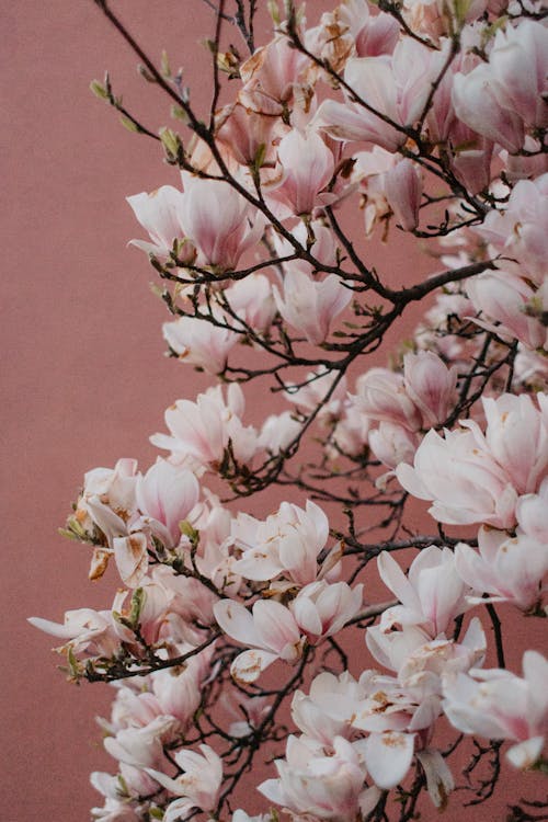 Blossoms on Branches