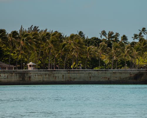 Wide Angle Shot of Palm Trees by the Sea