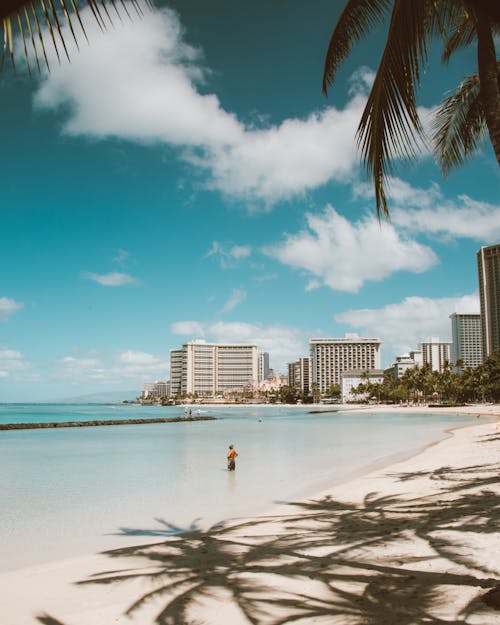 Immagine gratuita di foglie di palma, hawaii, oahu