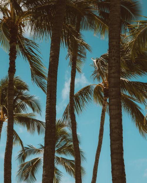 Free Low angle view of palm trees swaying under a clear tropical sky. Stock Photo