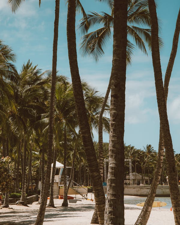 Foto stok gratis batang pohon, daun palem, depan pantai