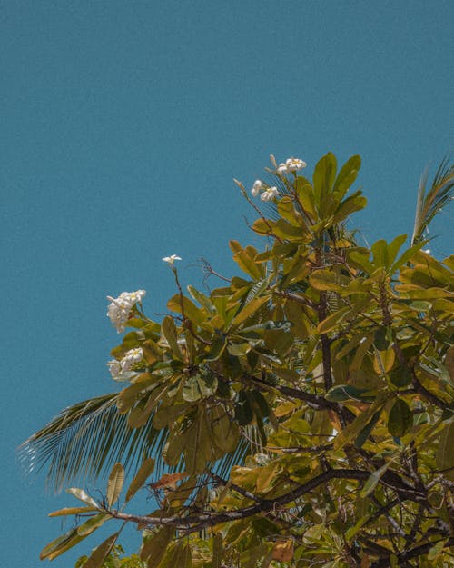 Gratis stockfoto met blauwe lucht, bloem, bloemen