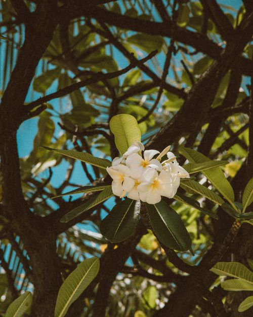 Free Vivid frangipani flowers bloom against a lush backdrop under the Hawaiian sun. Stock Photo