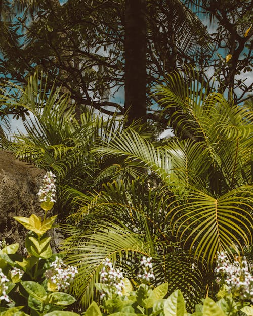 Areca Plants Growing in a Garden