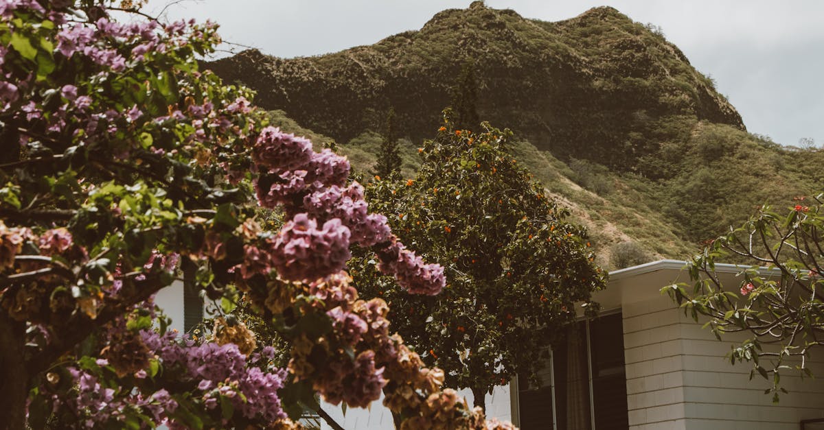 Photo by Jess Loiterton Mopeds line the street under blooming trees with Diamond Head in the background.