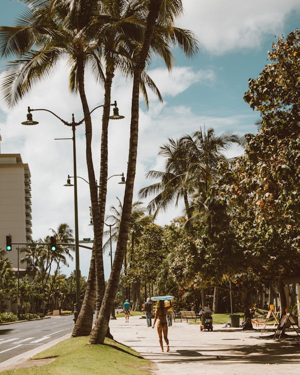 Palm Trees Growth on the Roadside