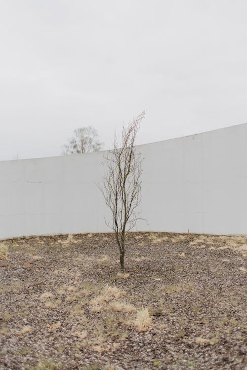 Free A Leafless Tree Beside the Wall Stock Photo