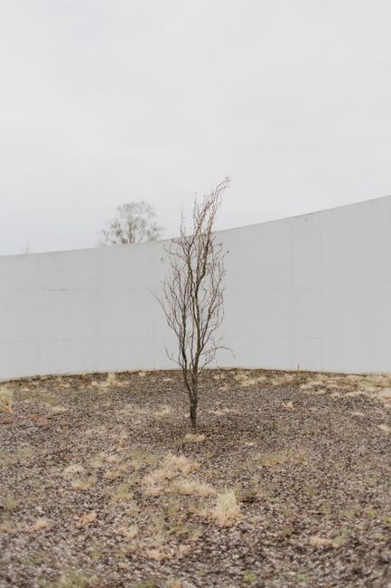 A solitary leafless tree stands against a stark white wall in a minimalist outdoor setting.