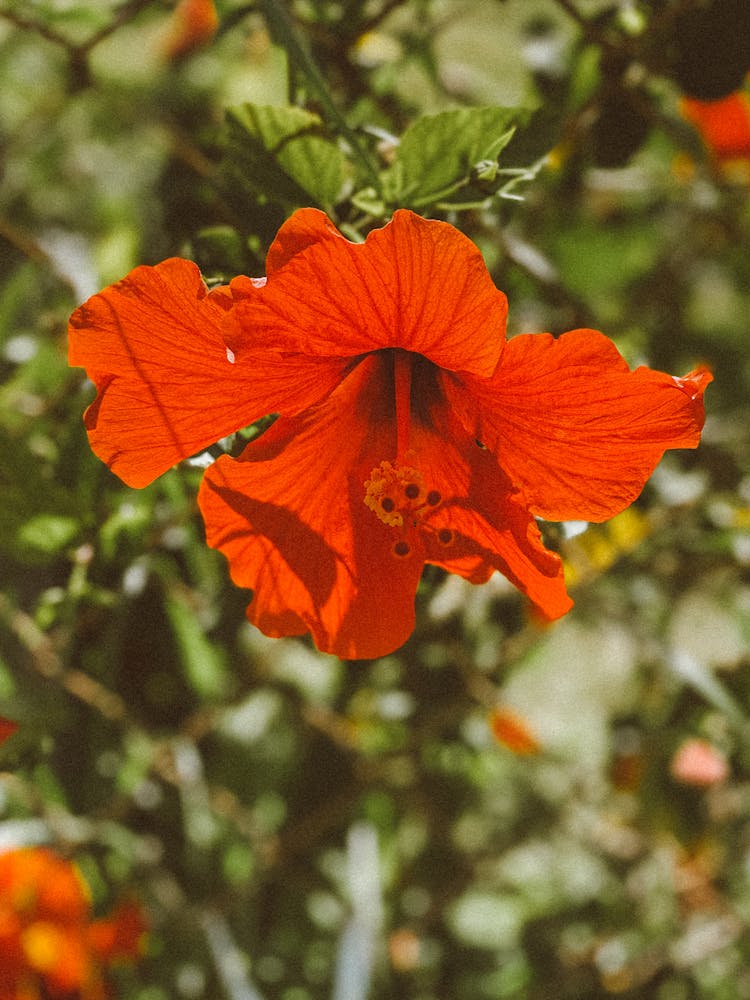 Red Hibiscus In Bloom