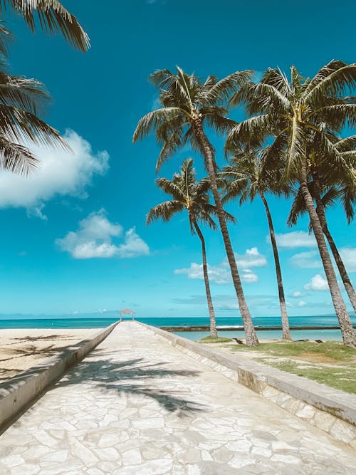 Walkway Among Palm Trees on a Tropical Island