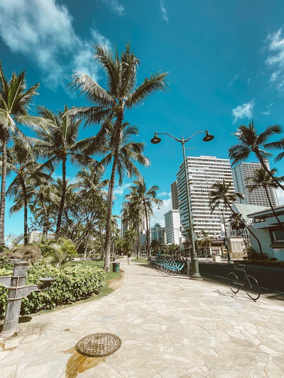 Palm Trees on the Seaside