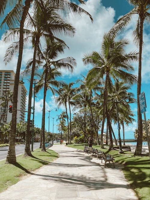 Fotobanka s bezplatnými fotkami na tému cestička, chodník, kokosové palmy