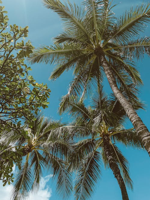 Palm Trees Against the Sky