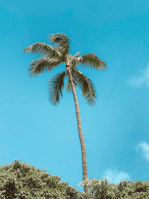 Imagine de stoc gratuită din arbori veșnic verzi, arecaceae, fotografiere verticală