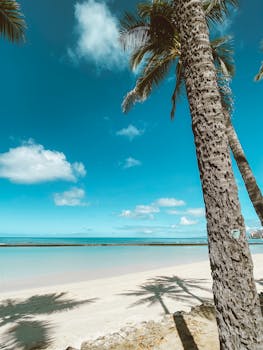 Stunning tropical beach in Hawaii with palm trees and clear skies, ideal for travel and nature lovers.